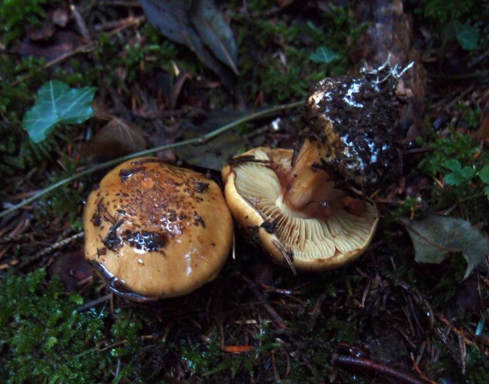Cortinarius elegantior image