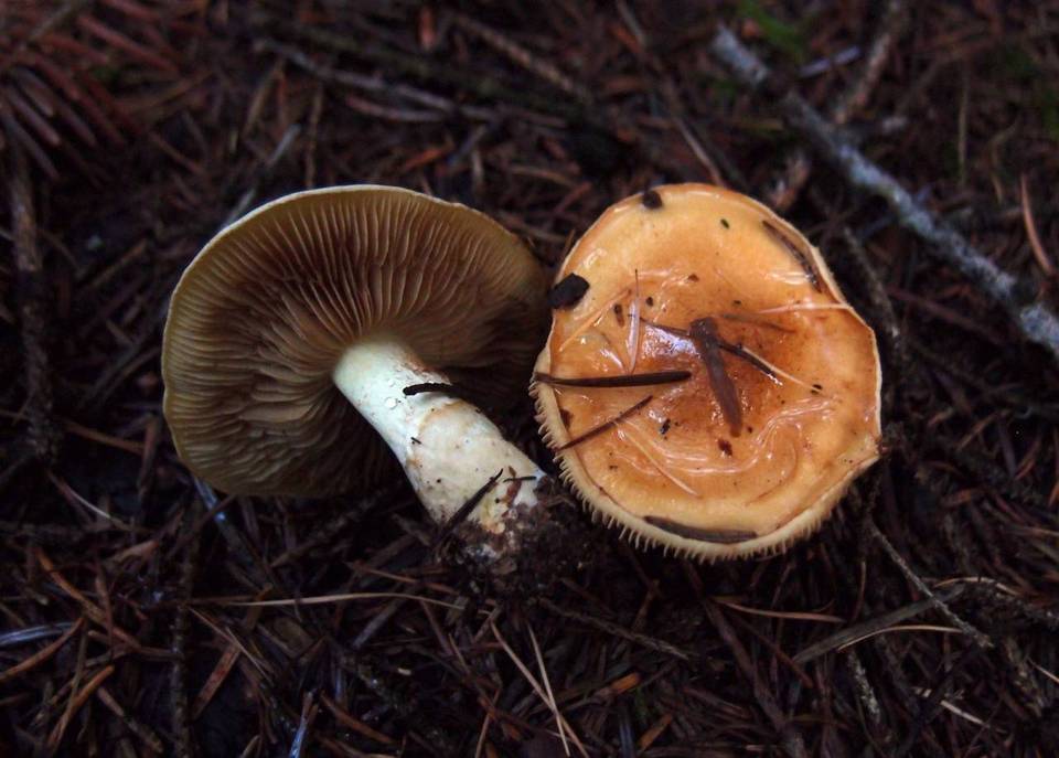 Cortinarius percomis image