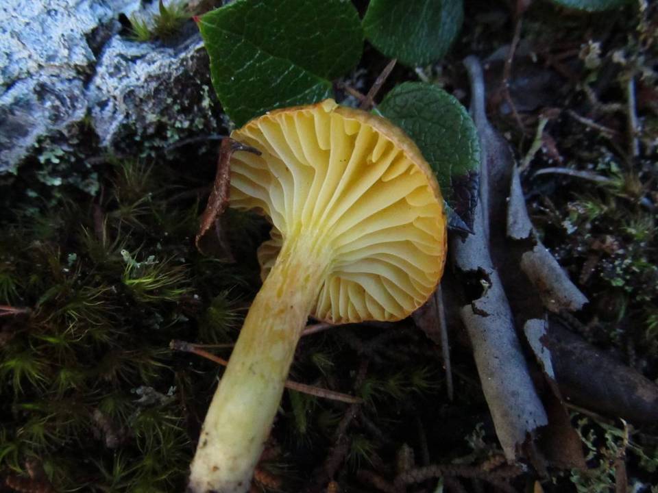 Hygrophorus arenicola image