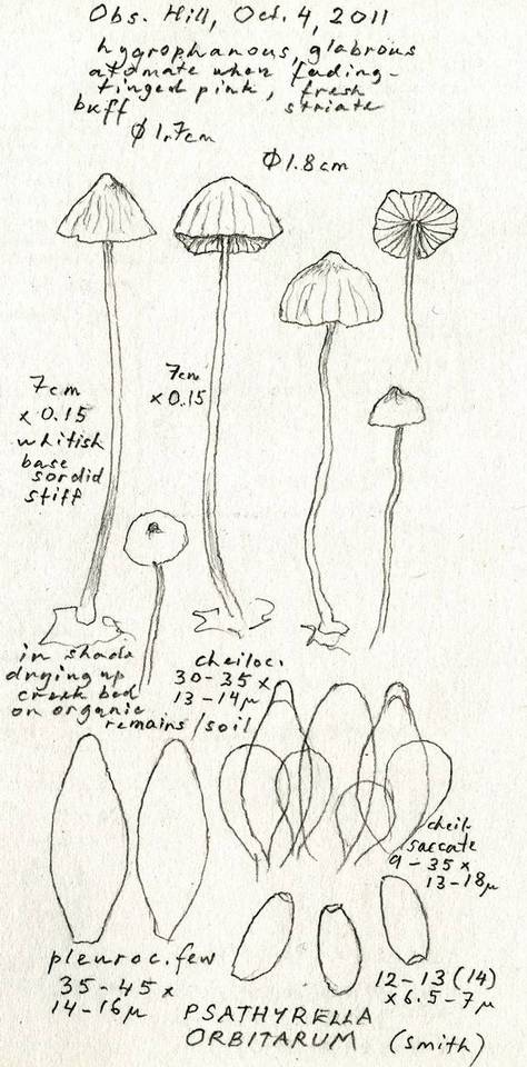 Psathyrella orbitarum image