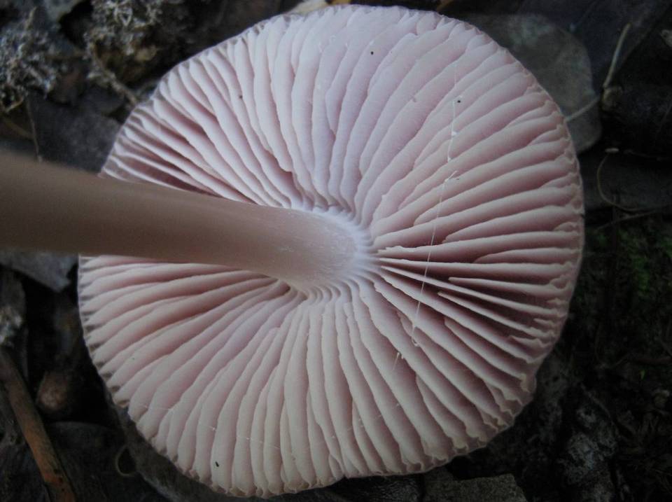 Mycena rosea image