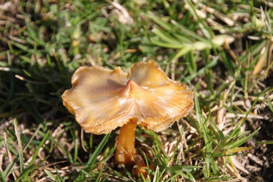 Hygrocybe persistens image