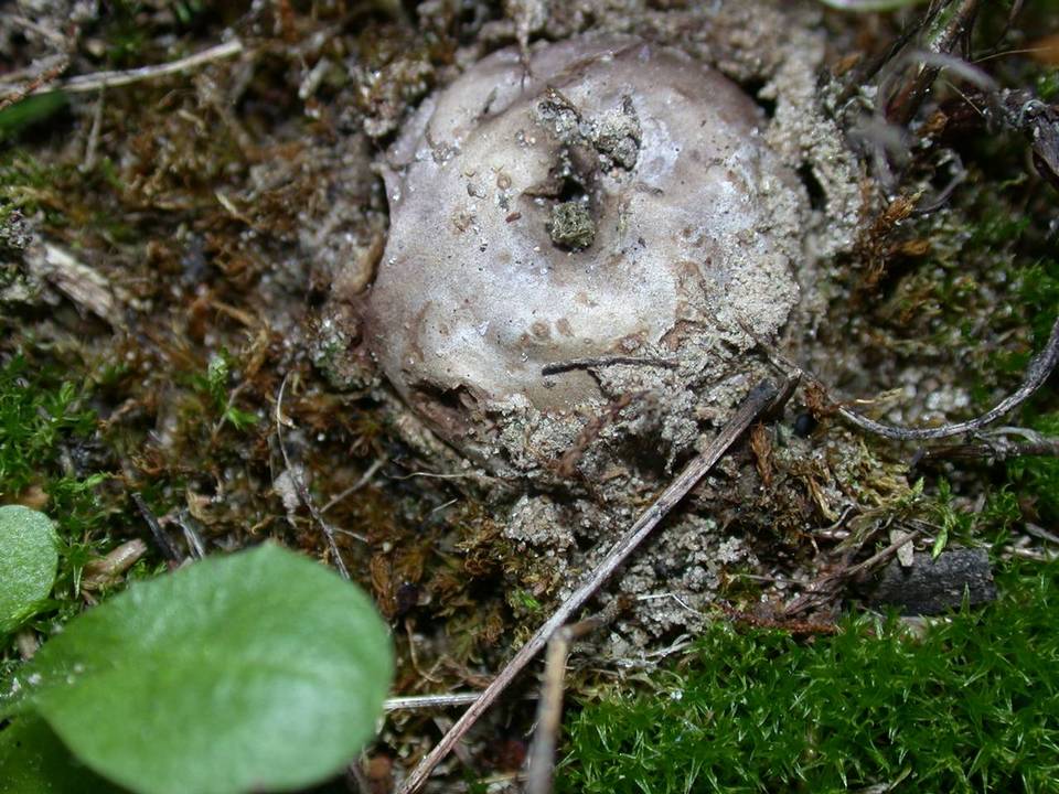 Disciseda cervina image