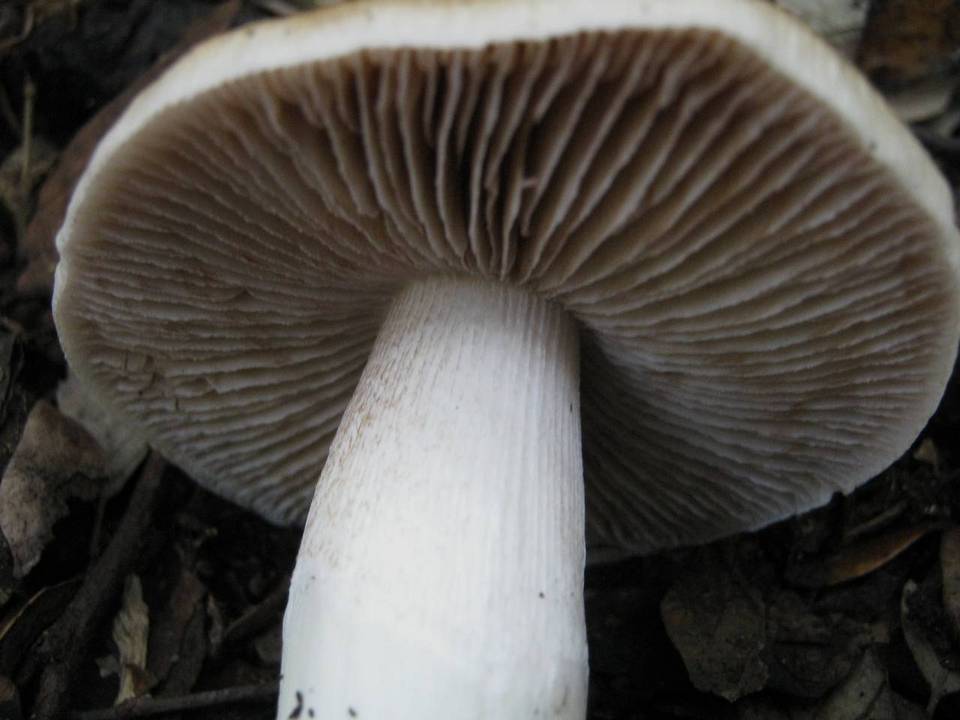 Cortinarius stillatitius image