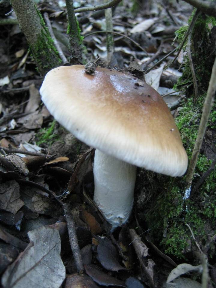 Cortinarius stillatitius image