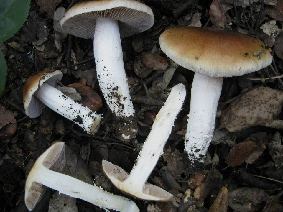 Cortinarius stillatitius image