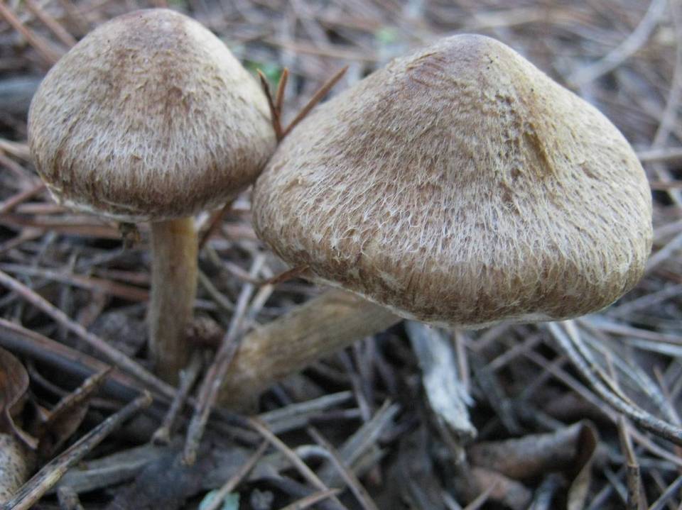 Inocybe bongardii image