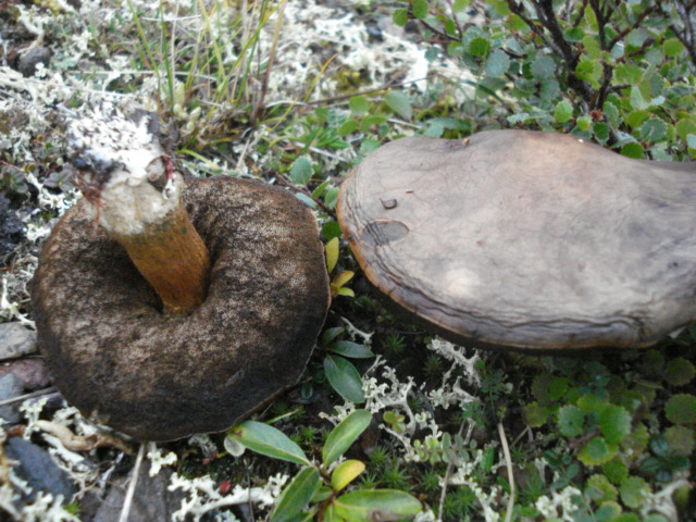 Leccinum rotundifoliae image