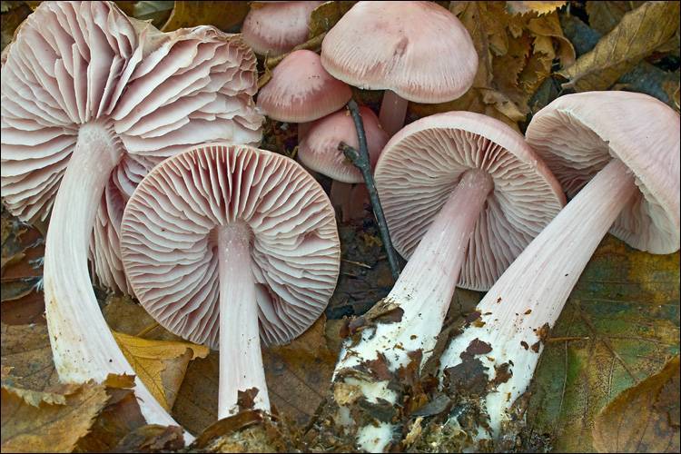 Mycena rosea image