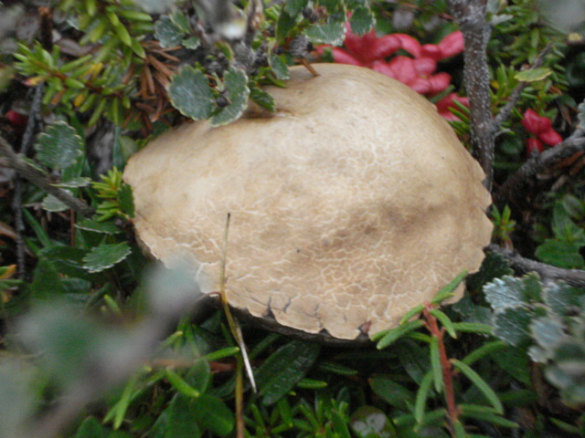 Leccinum rotundifoliae image