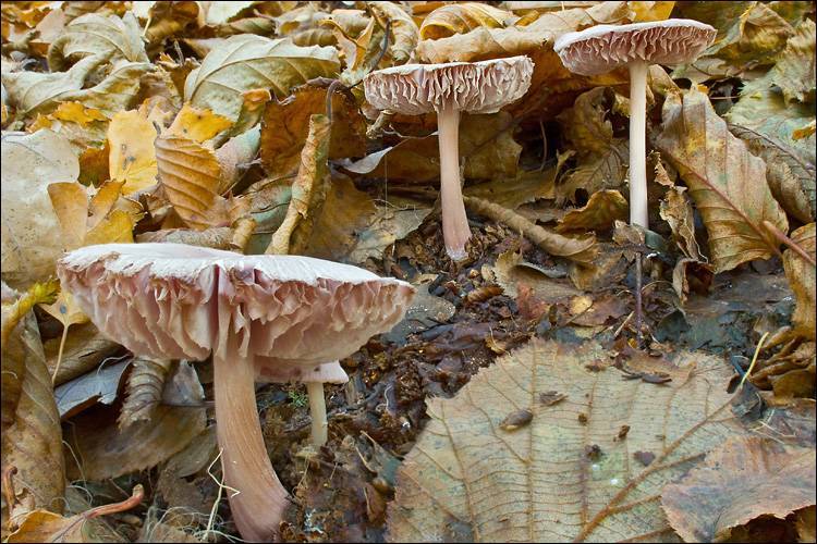 Mycena rosea image