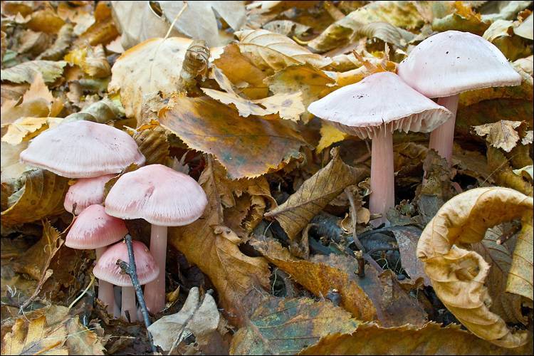 Mycena rosea image