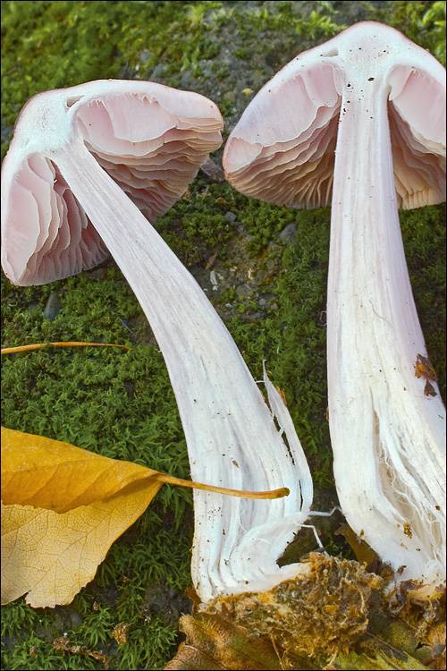 Mycena rosea image