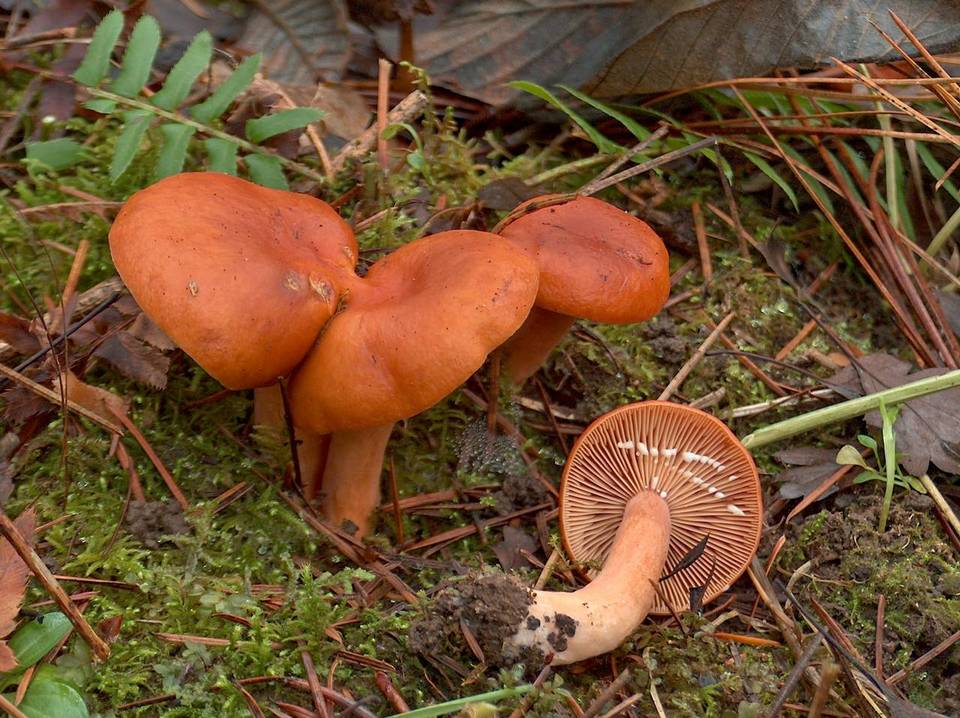 Lactarius luculentus var. laetus image