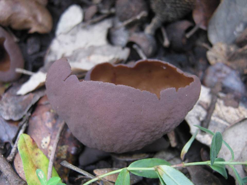 Otidea mirabilis image