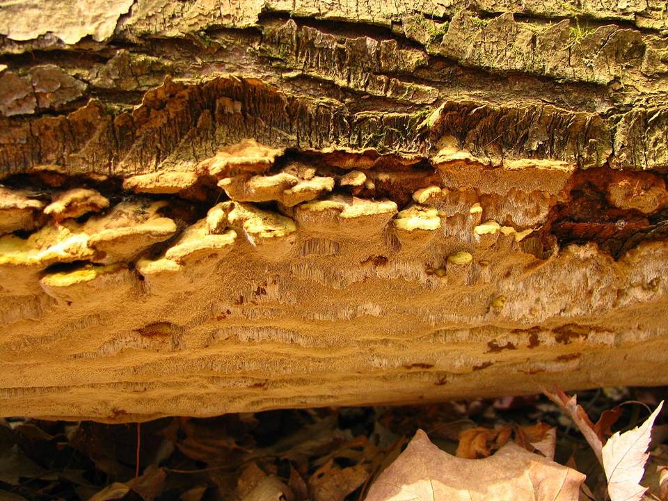 Inonotus glomeratus image