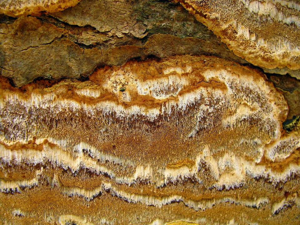 Inonotus glomeratus image