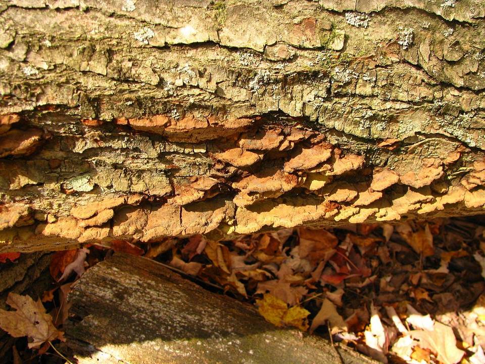 Inonotus glomeratus image