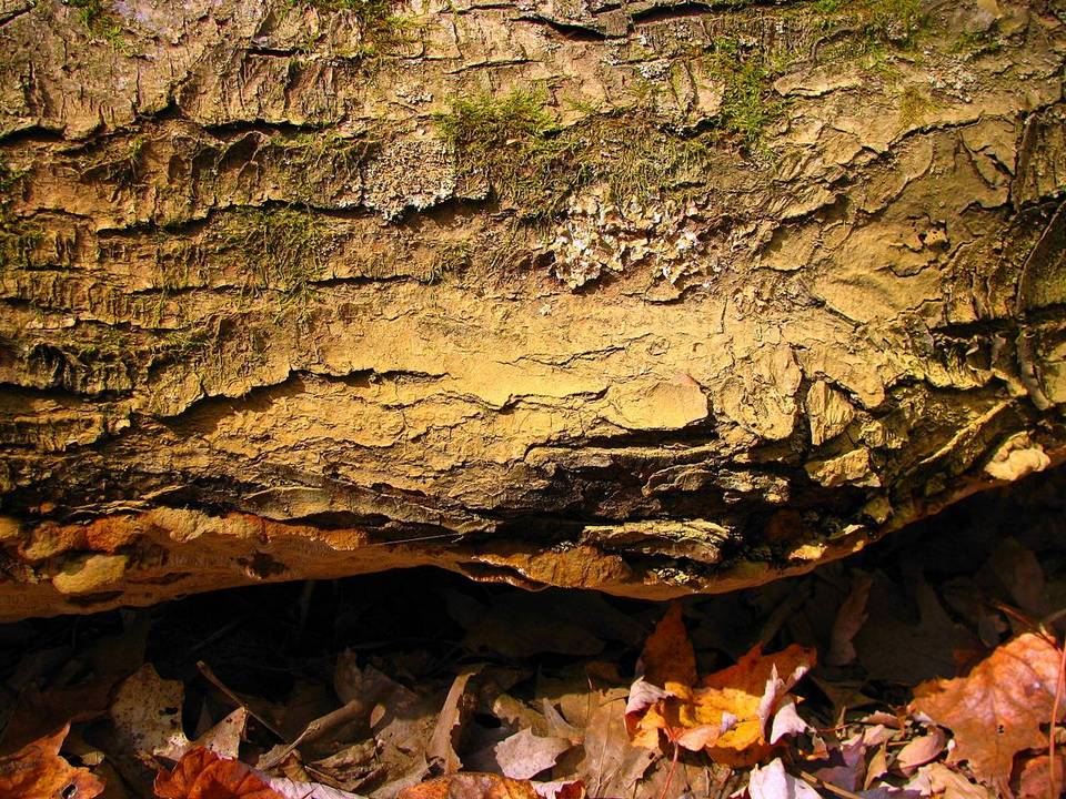 Inonotus glomeratus image