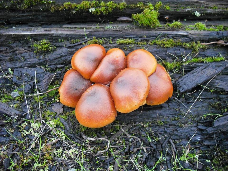 Gymnopilus oregonensis image