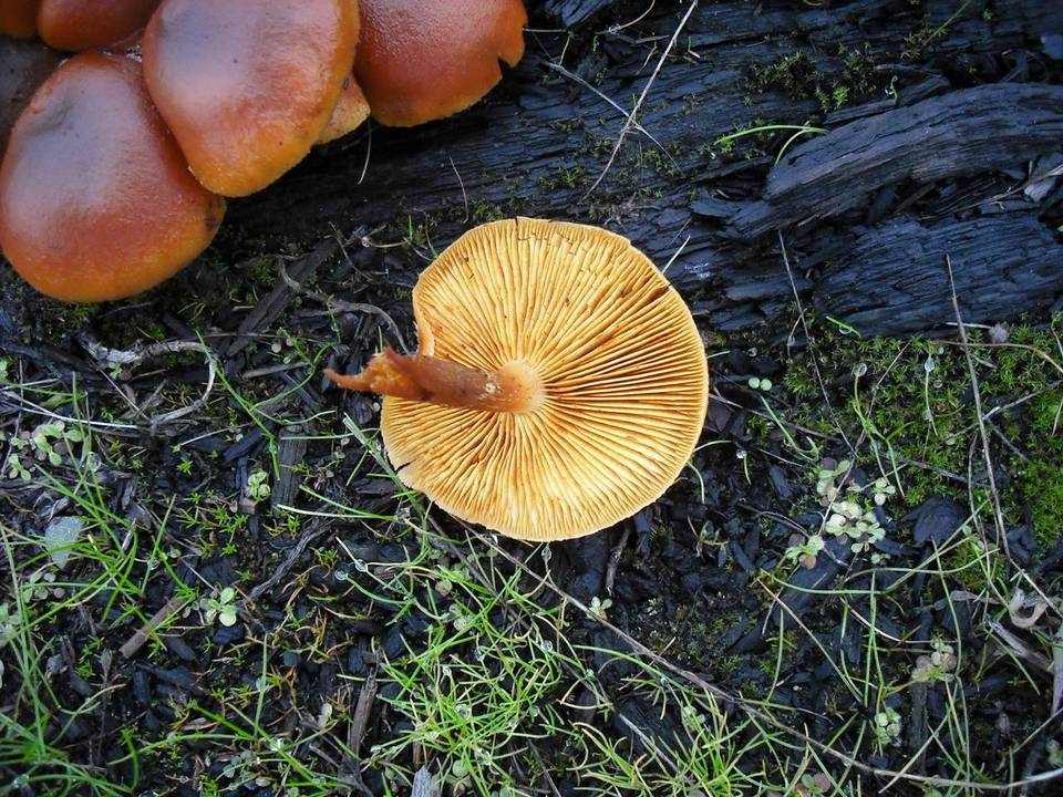 Gymnopilus oregonensis image