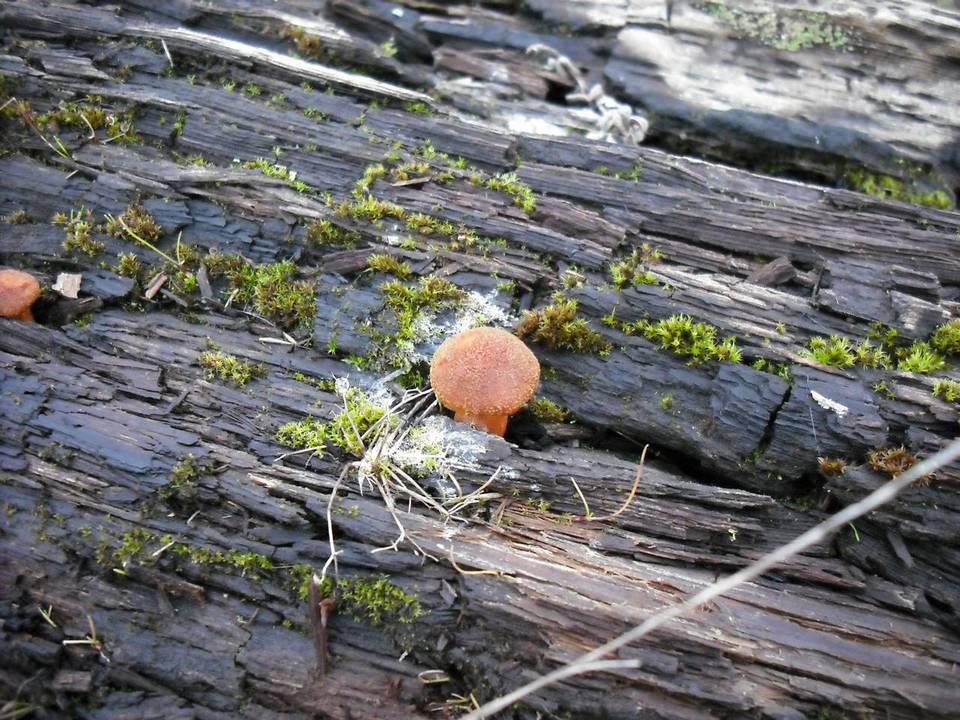 Gymnopilus oregonensis image