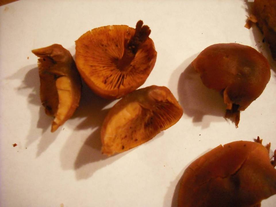 Gymnopilus oregonensis image