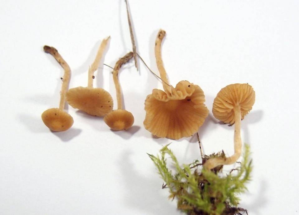 Galerina graminea image