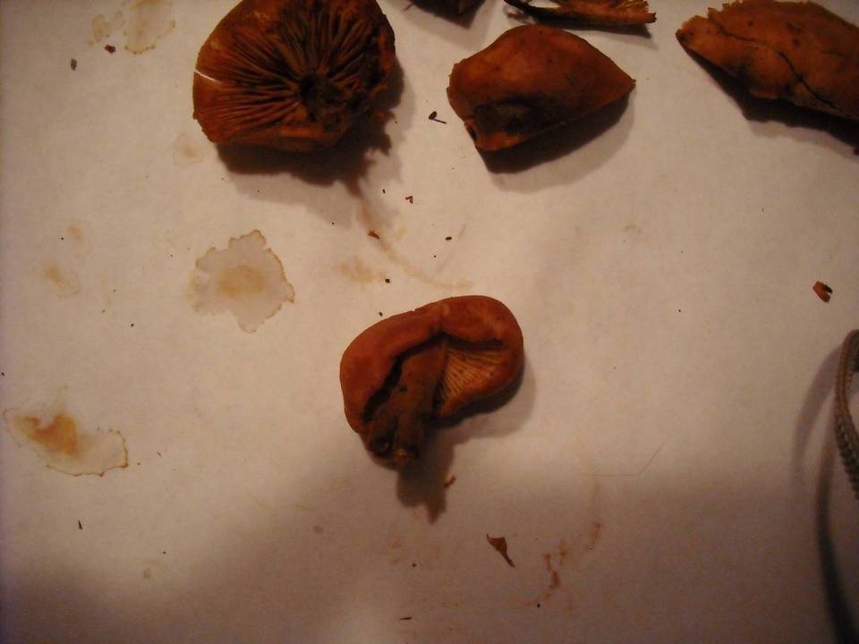 Gymnopilus oregonensis image