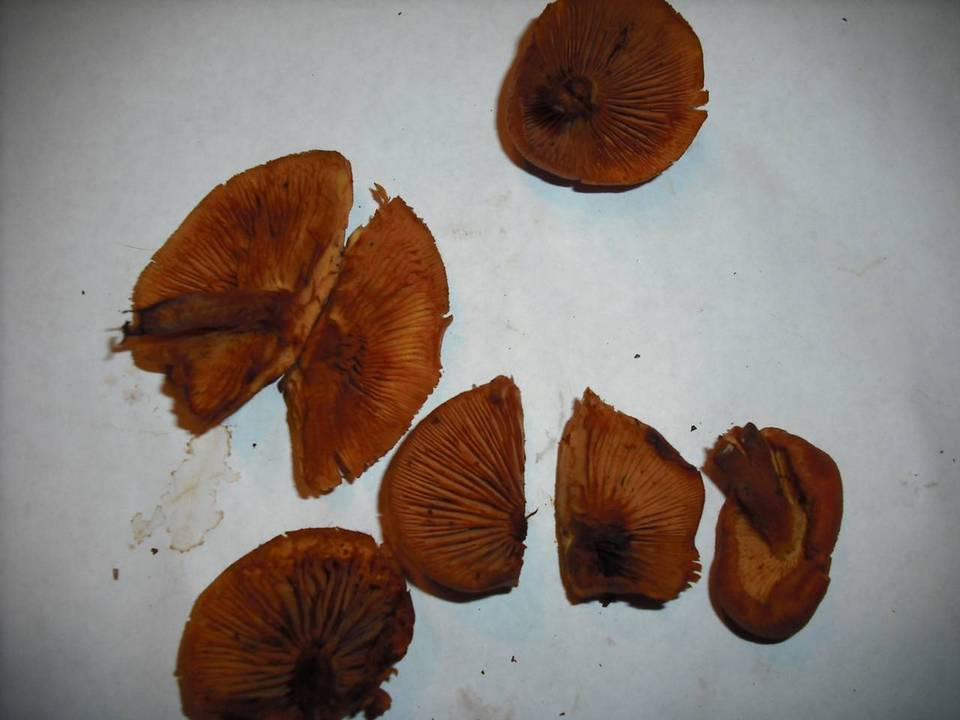 Gymnopilus oregonensis image