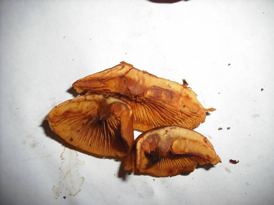 Gymnopilus oregonensis image
