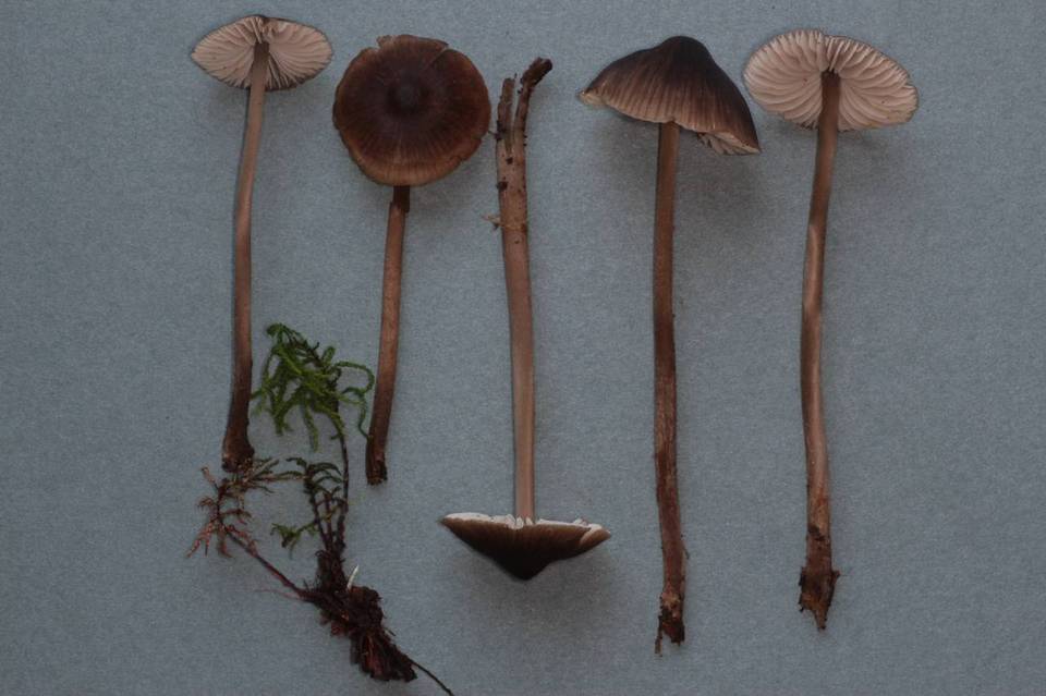 Mycopan scabripes image