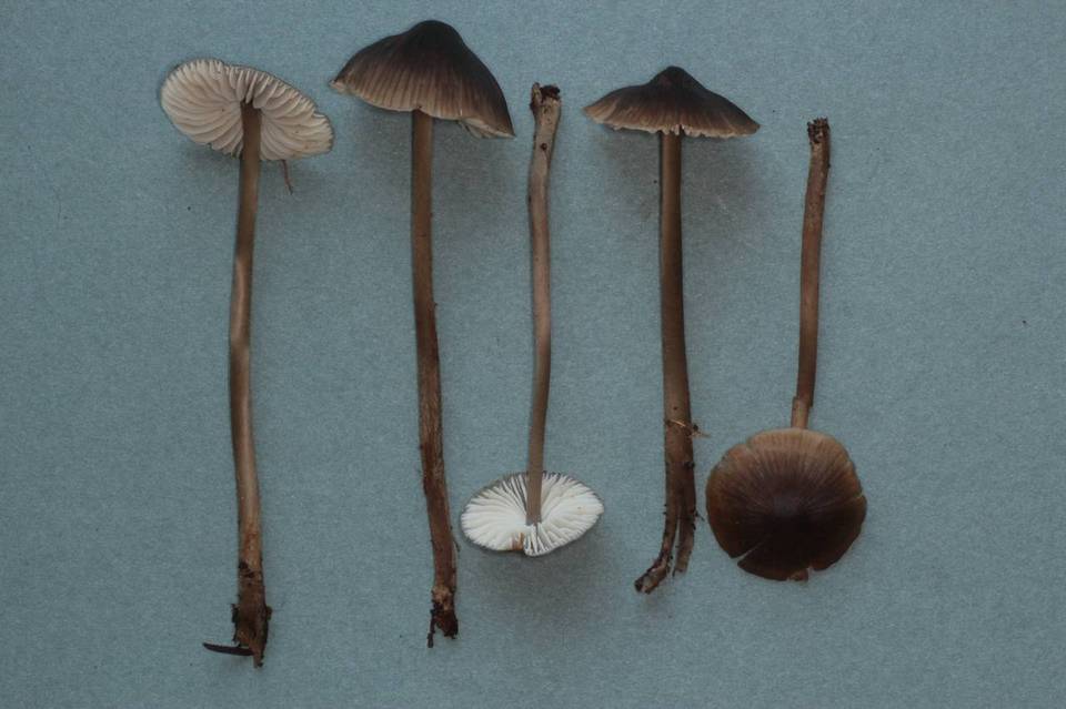 Mycopan scabripes image