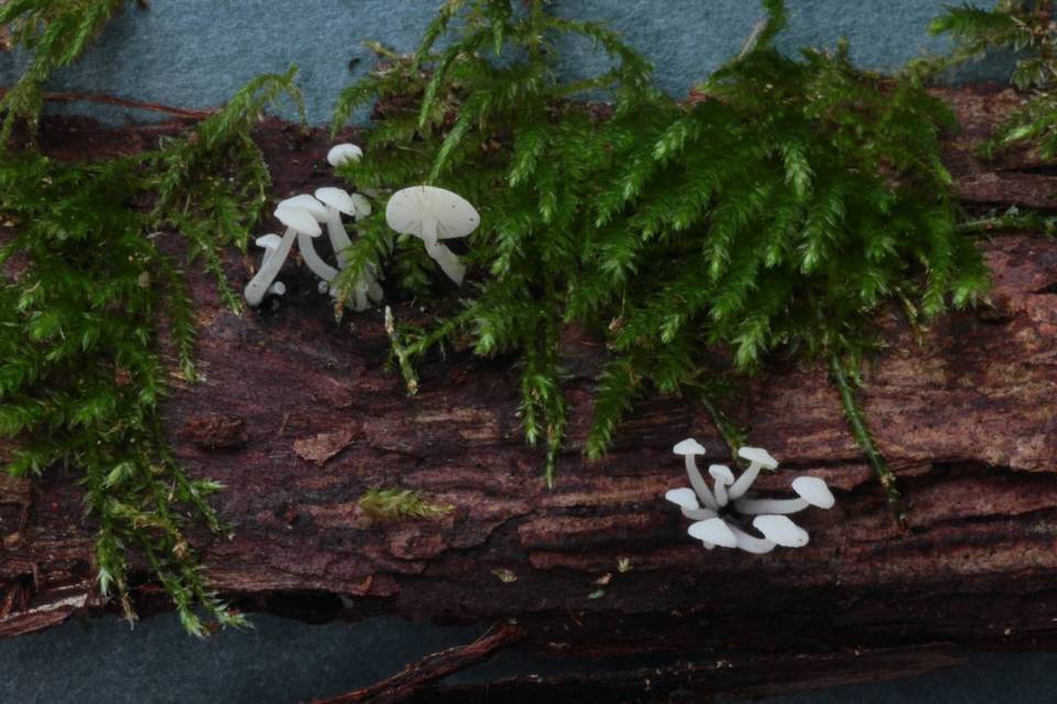 Hemimycena tortuosa image