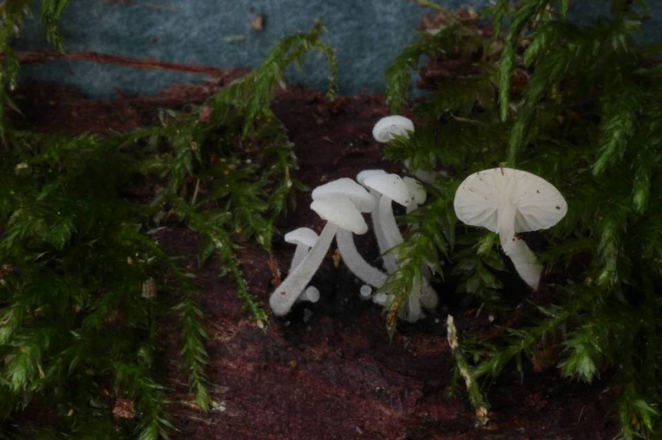 Hemimycena tortuosa image