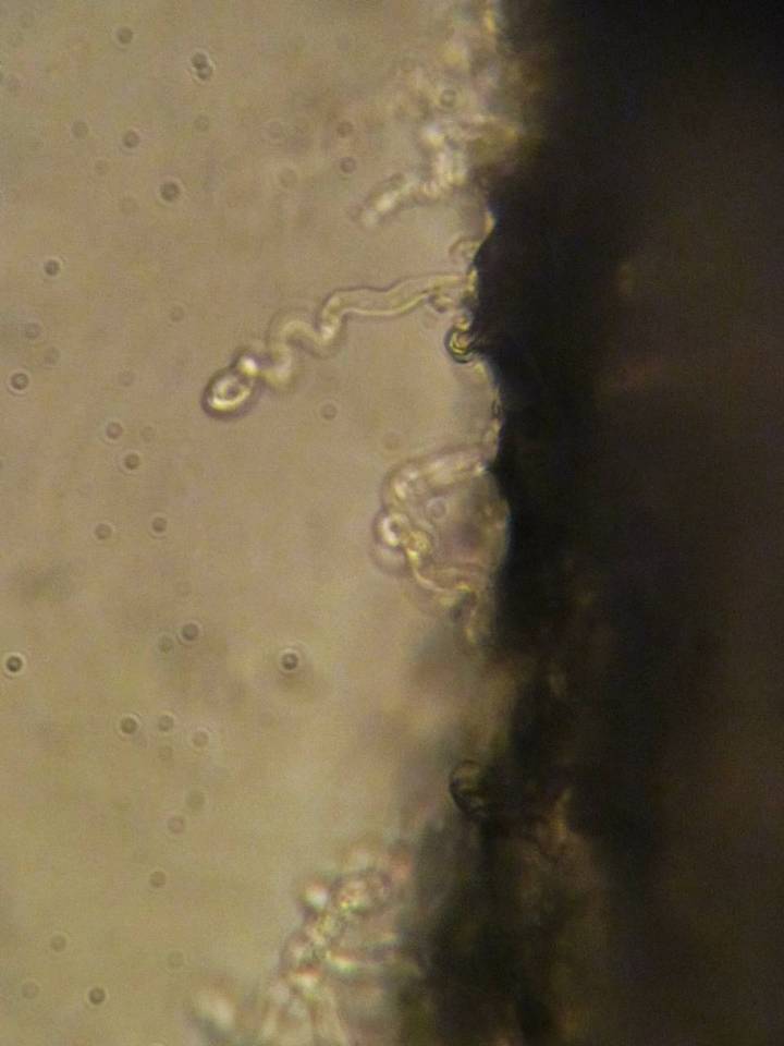 Hemimycena tortuosa image