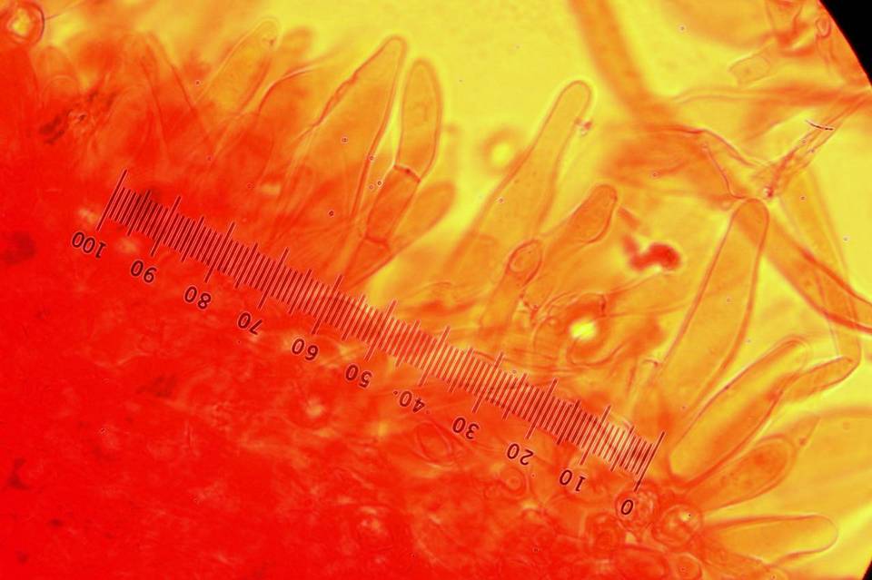 Leptonia decolorans image