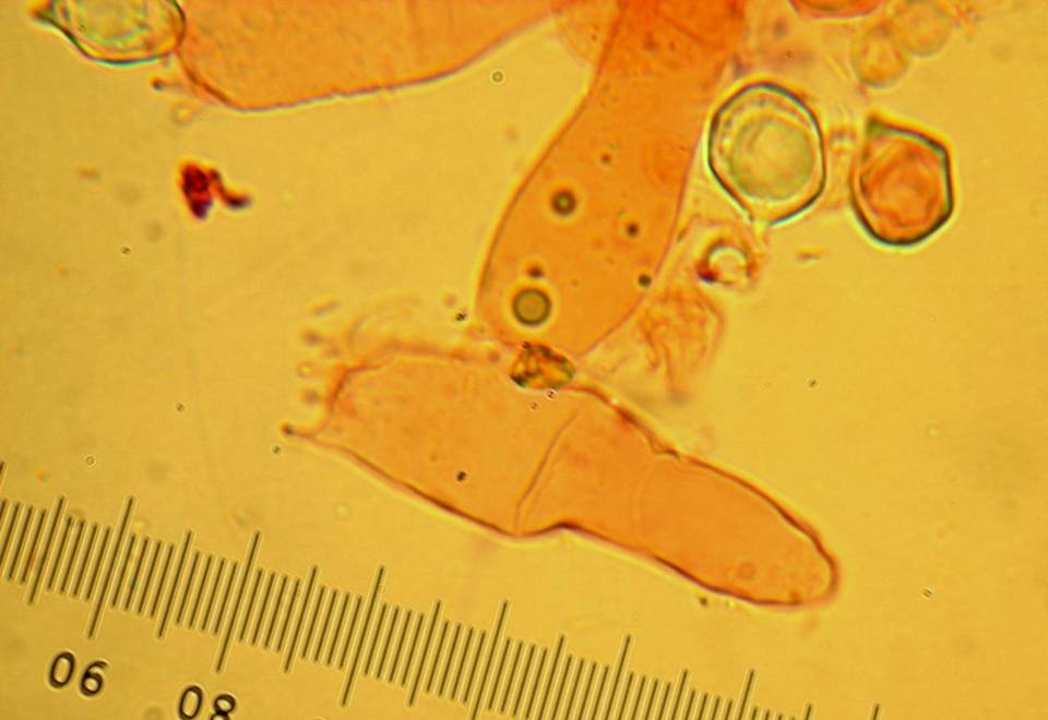 Leptonia decolorans image