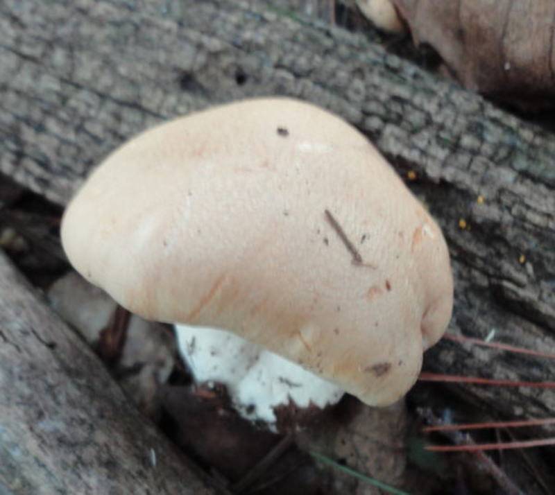 Rhodocybe gemina image