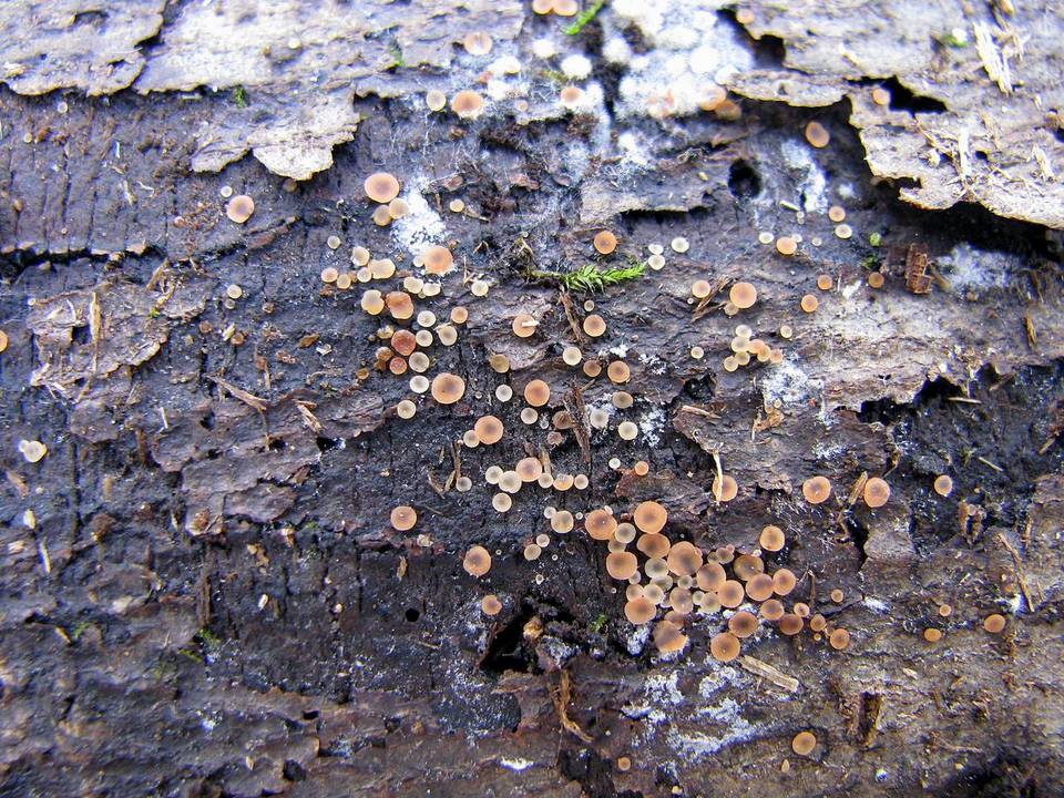 Orbilia sarraziniana image