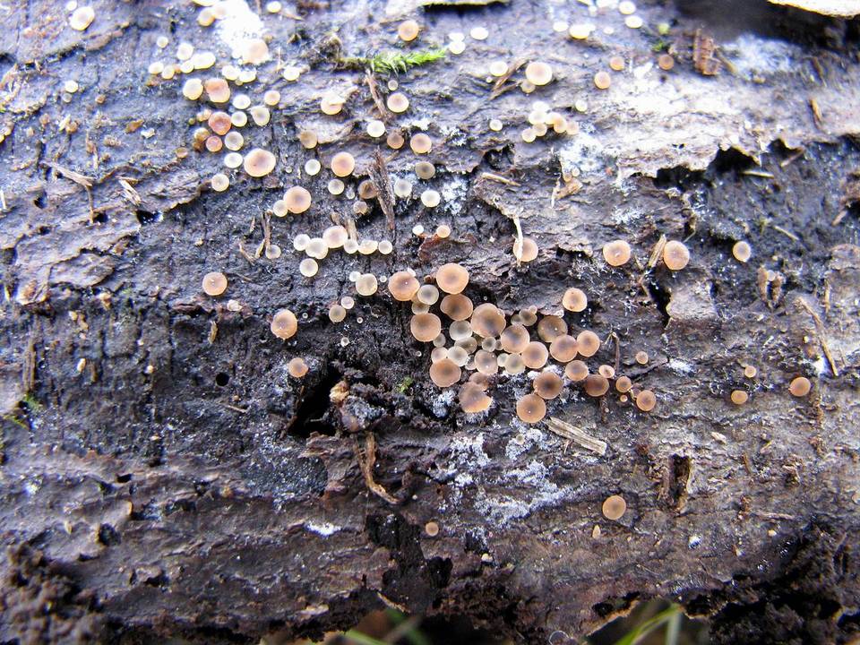 Orbilia sarraziniana image
