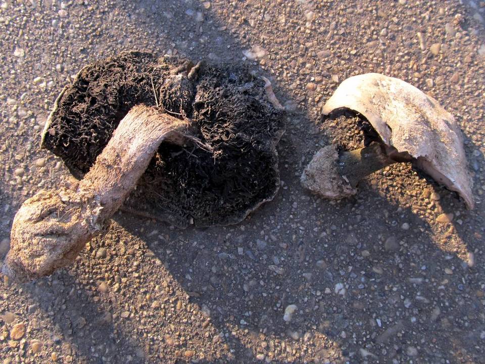 Agaricus pequinii image