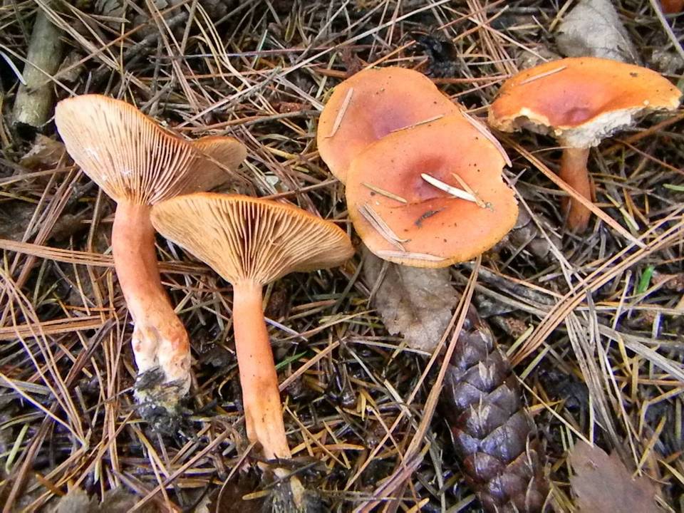 Lactarius luculentus var. laetus image