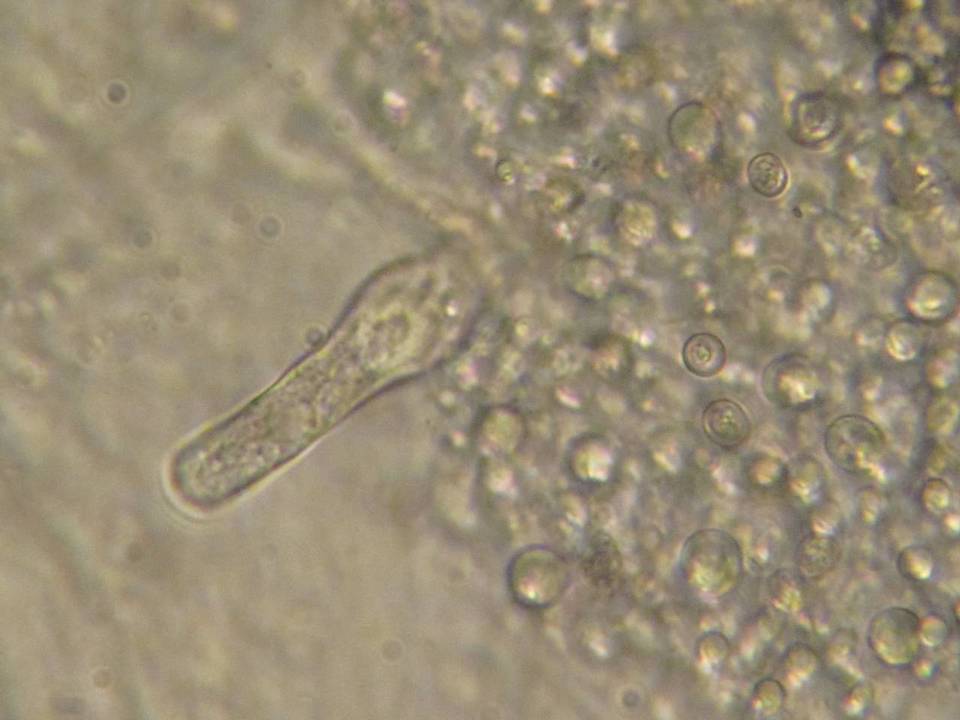 Pluteus plautus image