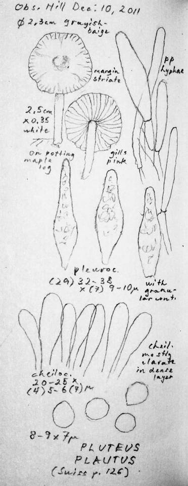 Pluteus plautus image