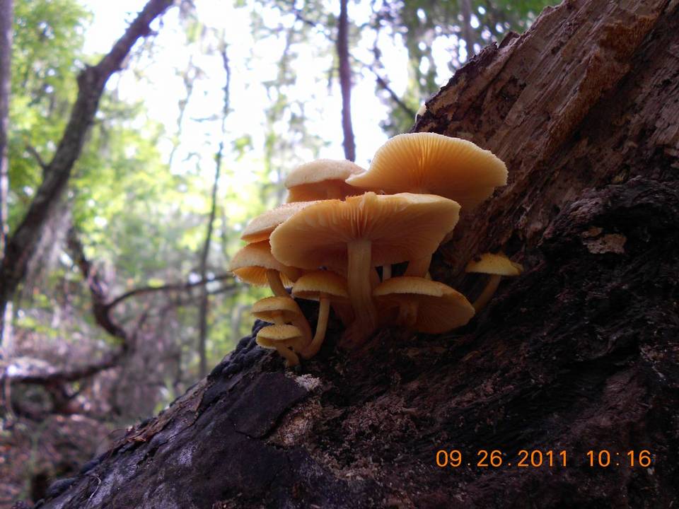 Gymnopilus luteoviridis image