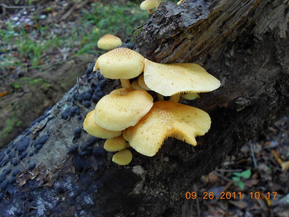 Gymnopilus luteoviridis image
