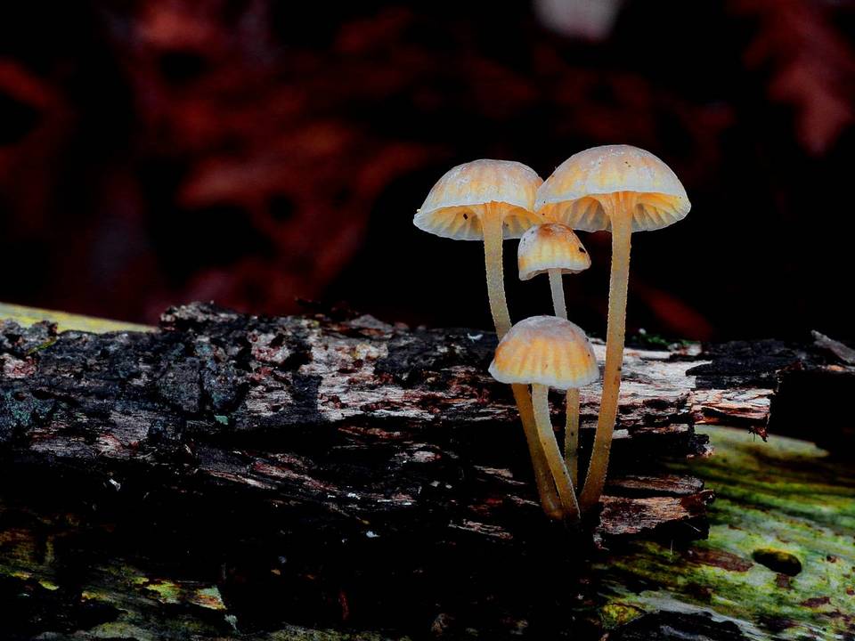 Mycena clavata image