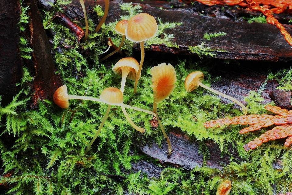 Mycena clavata image