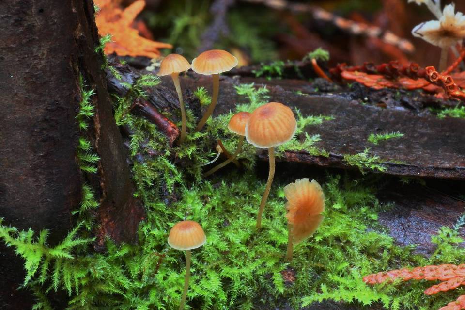 Mycena clavata image
